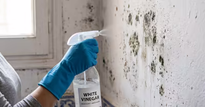 Cómo quitar el moho de la pared sin lejía: 4 métodos que realmente funcionan